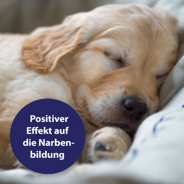 Canosept Wundgel für Hunde 20 ml